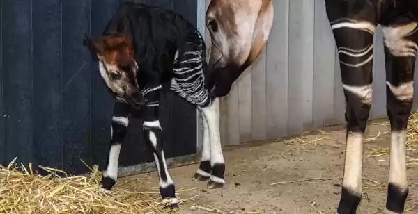 Geboorteberichten uit de Nederlandse dierenparken