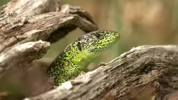 Zandhagedissen van de Schoorlse Duinen zandhagedis | Foto ge&uuml;pload door gebruiker Staatsbosbeheer.