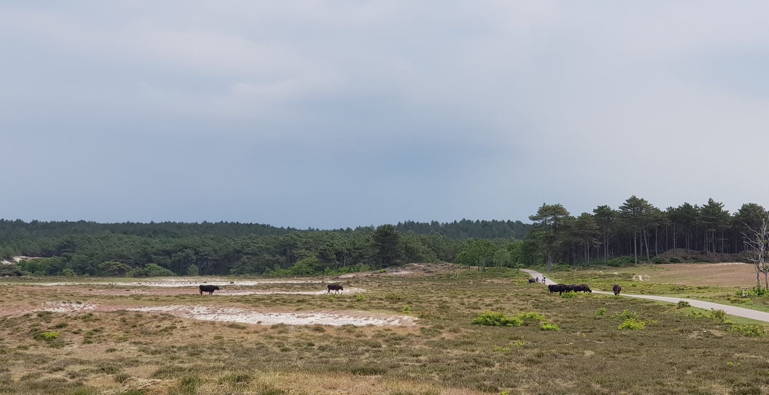 De Japanse Wagyu koeien die het open duingebied begrazen. Foto: DagjeWeg.NL © Tonny van Oosten