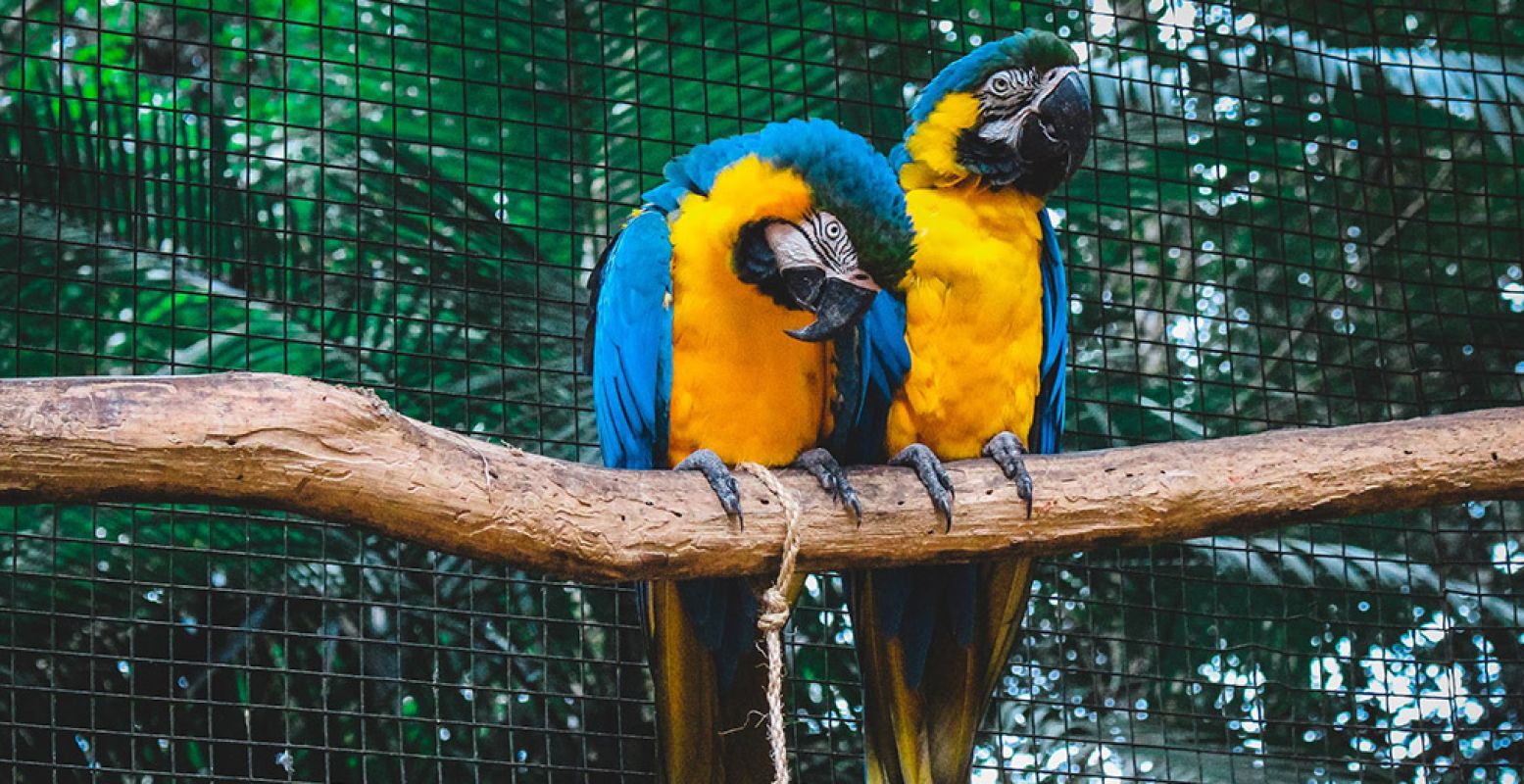 Een must voor vogelliefhebbers: vogelfestijn Mondial strijkt tot en met 13 januari 2019 in Zwolle neer. Foto:  Pexels .