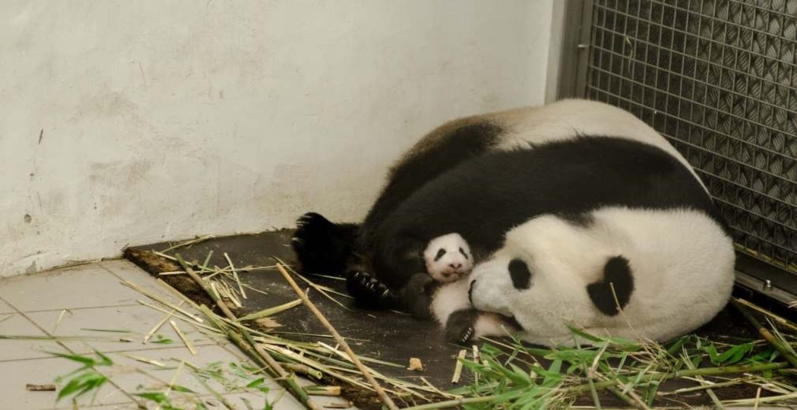 De kleine babyreuzenpanda is nu in het echt te bewonderen! Foto: Pairi Daiza/Benoit Bouchez