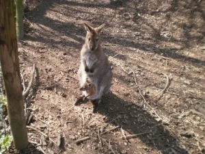 Foto: Uilen- en dierenpark De Paay.