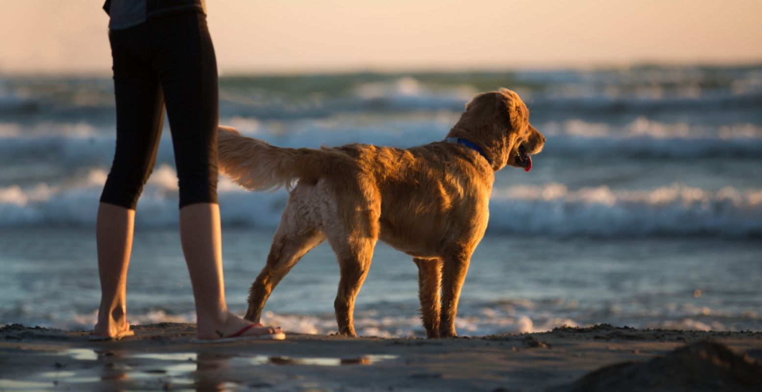 Doe je hond een plezier en plan een dagje bij De Pier! Op het strand is je trouwe viervoeter helemaal vrij. Foto:  Pexels.com .