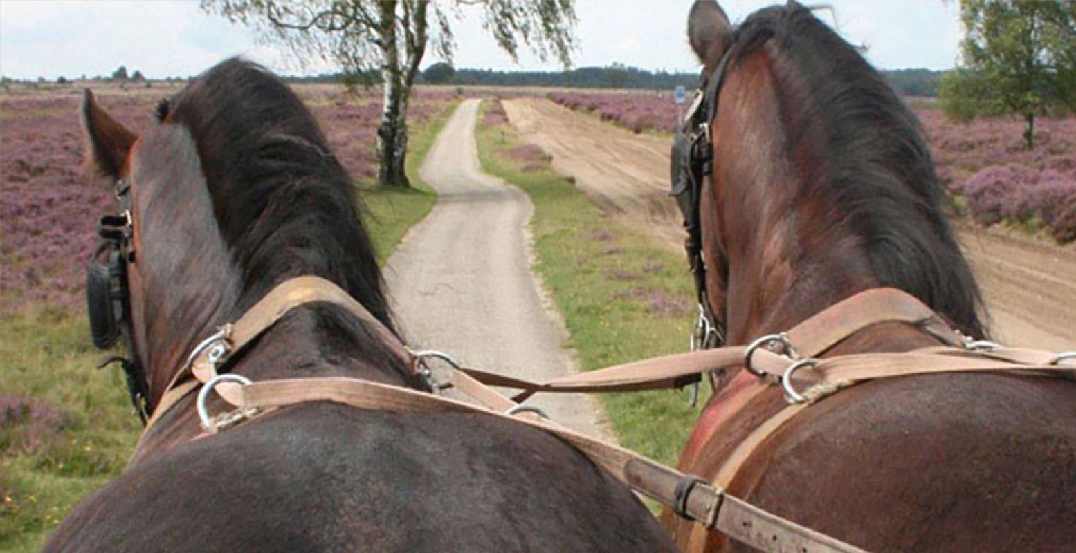 Geniet van de natuur vanuit een huifkar. Bij Stalhouderij Wouter Hazeleger hebben ze huifkarren die ook geschikt zijn voor mindervalide personen. Foto: Stalhouderij Wouter Hazeleger