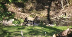 Slapen tussen wolven en beren in Pairi Daiza Ook kom je er verschillende soorten wolven tegen. Foto: Pairi Daiza