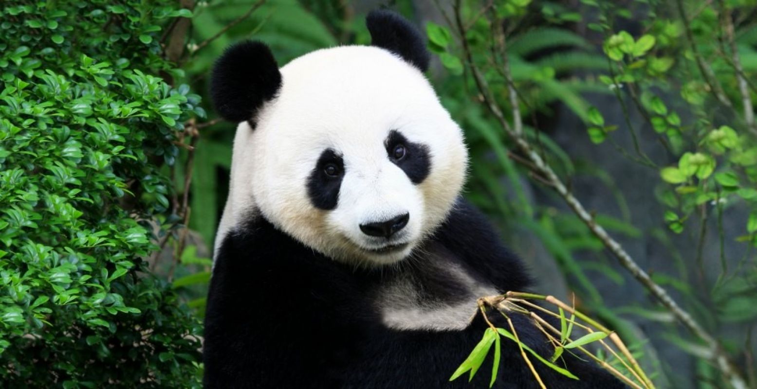 De reuzenpanda's Wu Wen en Xi Yan komen dit voorjaar. Bron: © Ouwehands Dierenpark Rhenen