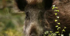 Ga mee op zoek naar de wilde zwijnen op Veluwezoom Ga mee op zoek naar de wilde zwijnen op VeluwezoomFoto geüpload door gebruiker Natuurmonumenten.
