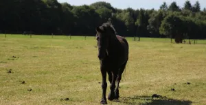 Must-sees tijdens een dagje uit in Soest Een lief paard bij De Paardenkamp. Foto: DagjeWeg.NL, Coby Boschma.