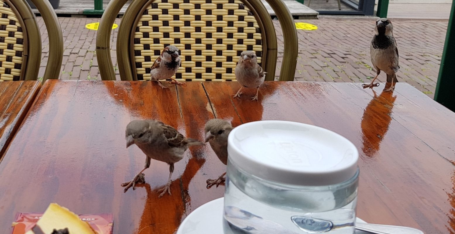 Op de terrasjes van Marken zijn de mussen zo brutaal als... een mus. Wie er de tijd voor neemt kan ze zelfs uit de hand laten eten. Foto: DagjeWeg.NL © Tonny van Oosten