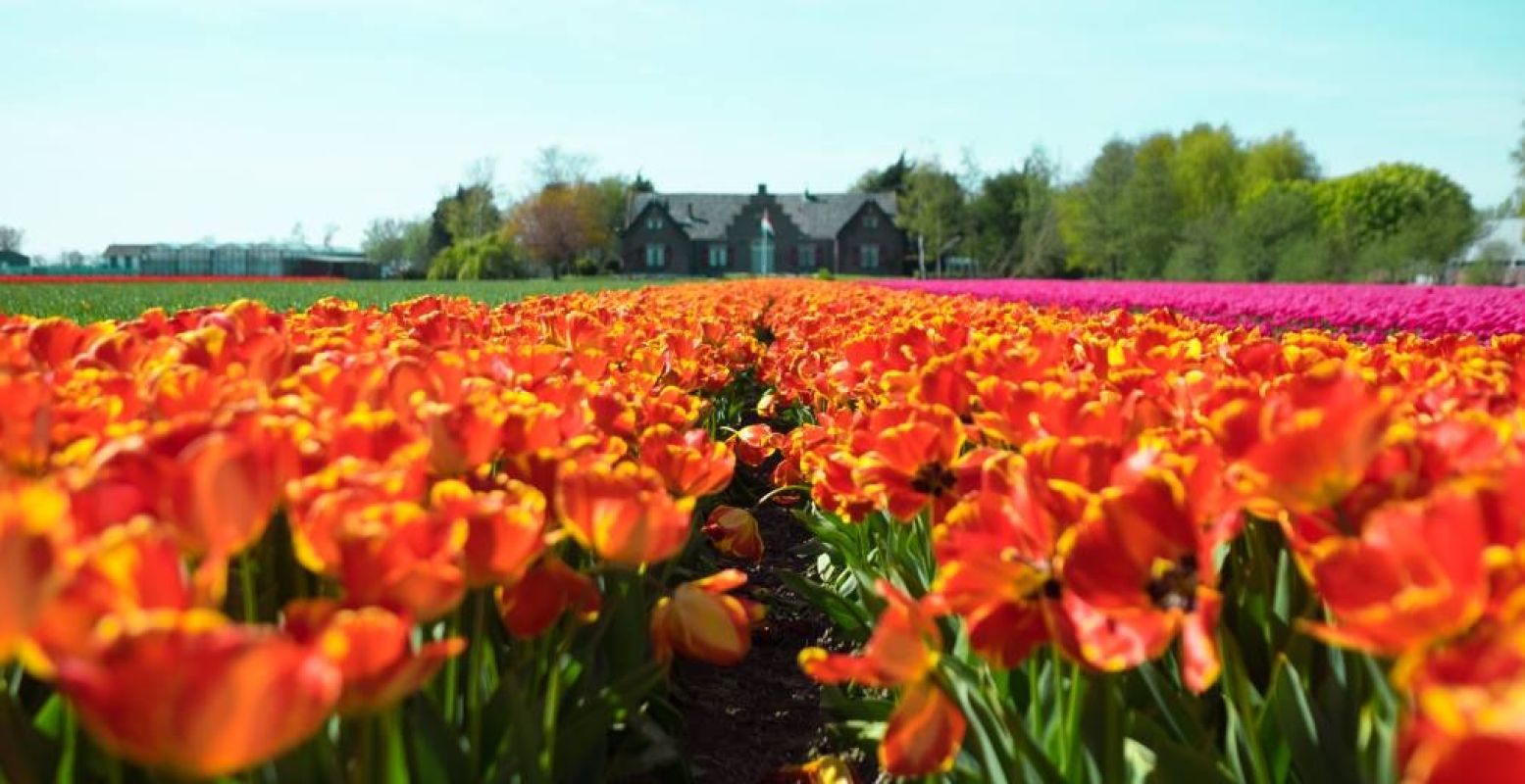 Tulpen, tulpen en nog eens tulpen... Hier word je toch spontaan vrolijk van? Foto:  Pexels.com .