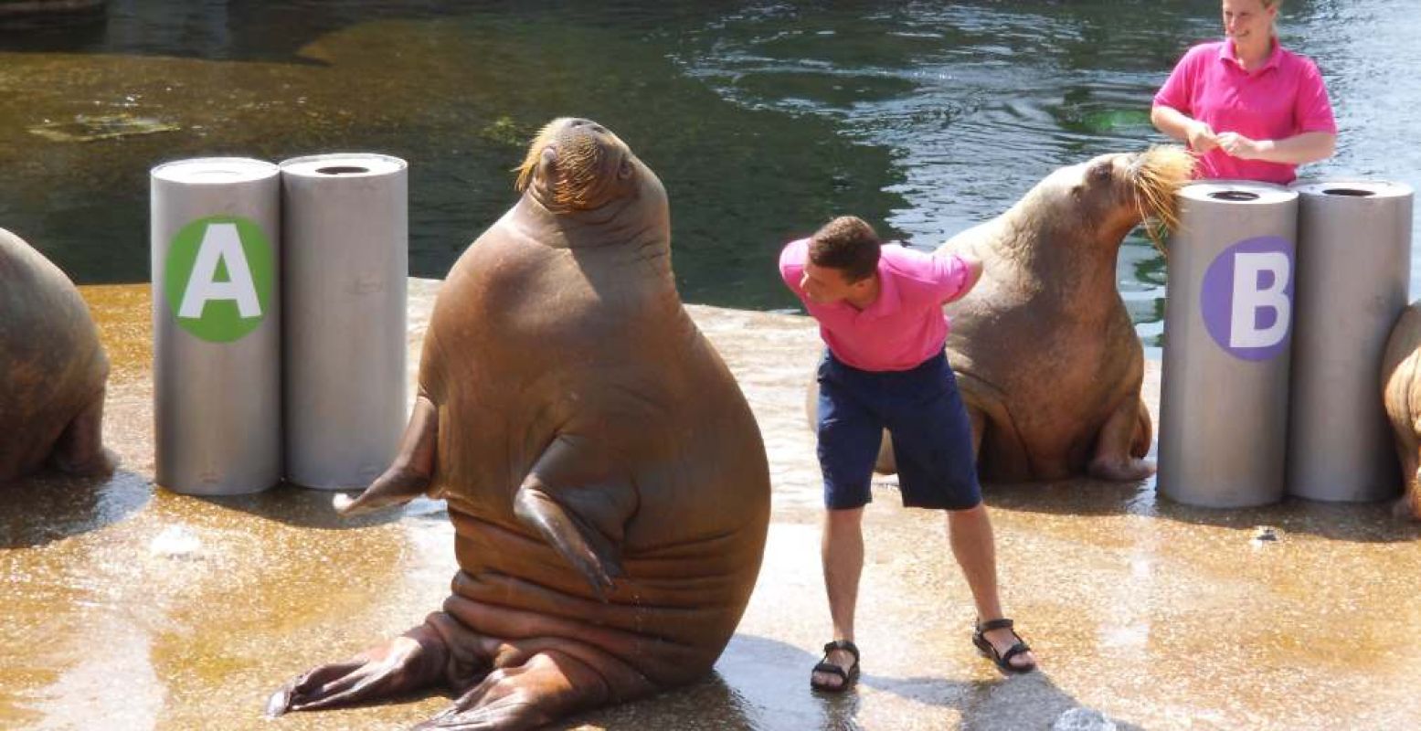 Geniet van shows met zeedieren in Dolfinarium. Foto: DagjeWeg.NL