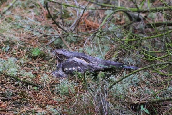 Op bezoek bij de Nachtzwaluw in de Loonse en Drunense Duinen Op bezoek bij de Nachtzwaluw in de Loonse en Drunense Duinen | Foto ge&uuml;pload door gebruiker Natuurmonumenten.