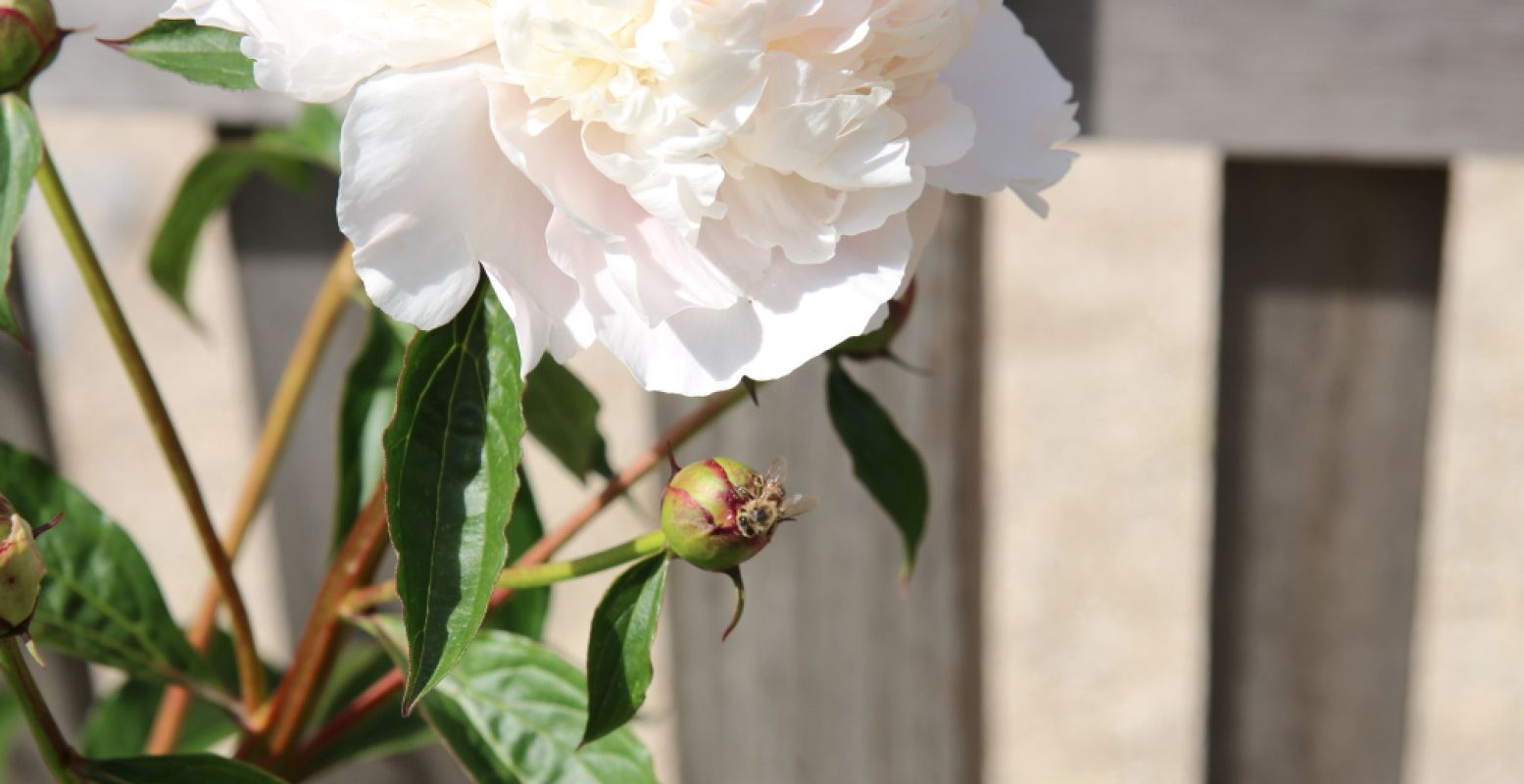 Een dagje uit in eigen tuin wordt leuker met de DIY's van de Hortus. Foto: DagjeWeg.NL, Coby Boschma.