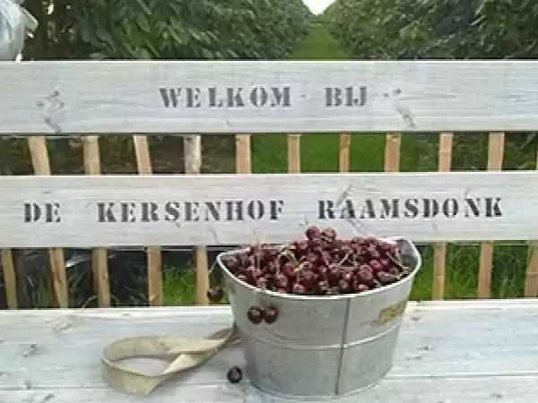 De Kersenhof Raamsdonk Foto: Kersenhof
