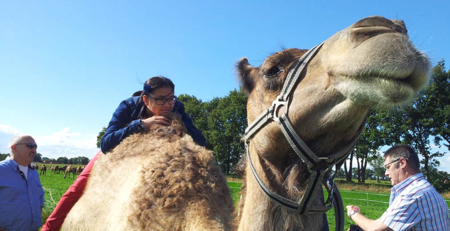 Durf jij op een kameel te zitten? Foto: Kamelenmelkerij Smits