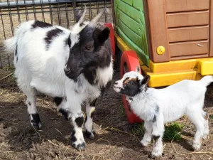 Cowboys en indianen houden ook dieren. Foto: Cowboys en Indianen Speelreservaat ©
