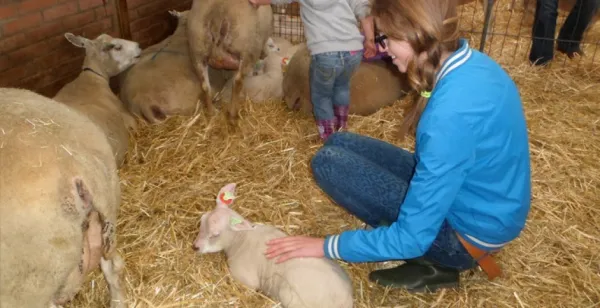 Het ultieme lentegevoel: lieve lammetjes knuffelen!