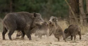 OERRR (8 t/m 12 jaar) Zwijnen op Veluwezoom OERRR (8 t/m 12 jaar) Zwijnen op Veluwezoom | Foto geüpload door gebruiker Natuurmonumenten.