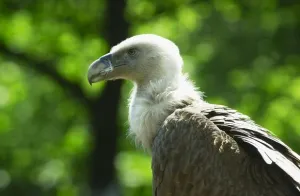 Neem een kijkje in een gierennest!