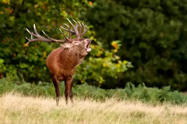 Het burlen van het hert Fotograaf: Domein van de Grotten van Han