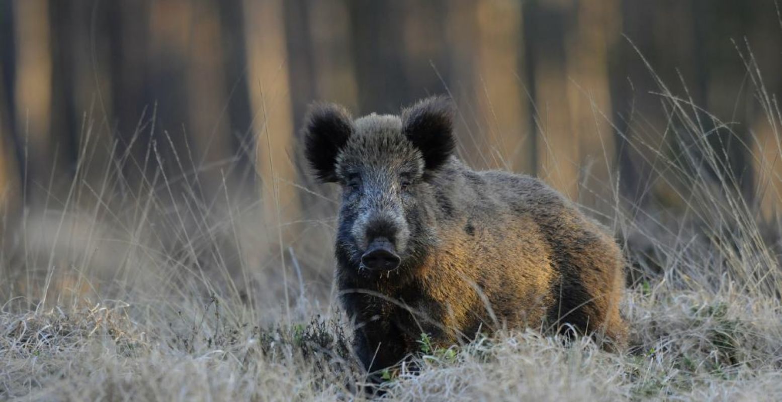 Ook wilde zwijnen spot je op de hei van de Veluwe. Foto: Wim Weenink