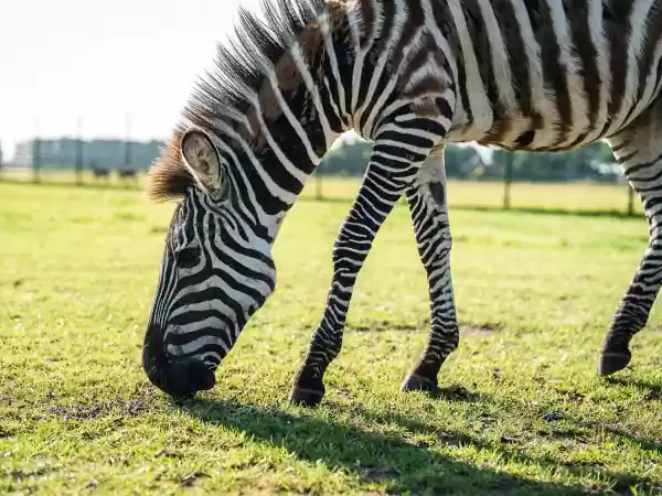 Foto: Brook Valley Zoo Foto: Brook Valley Zoo