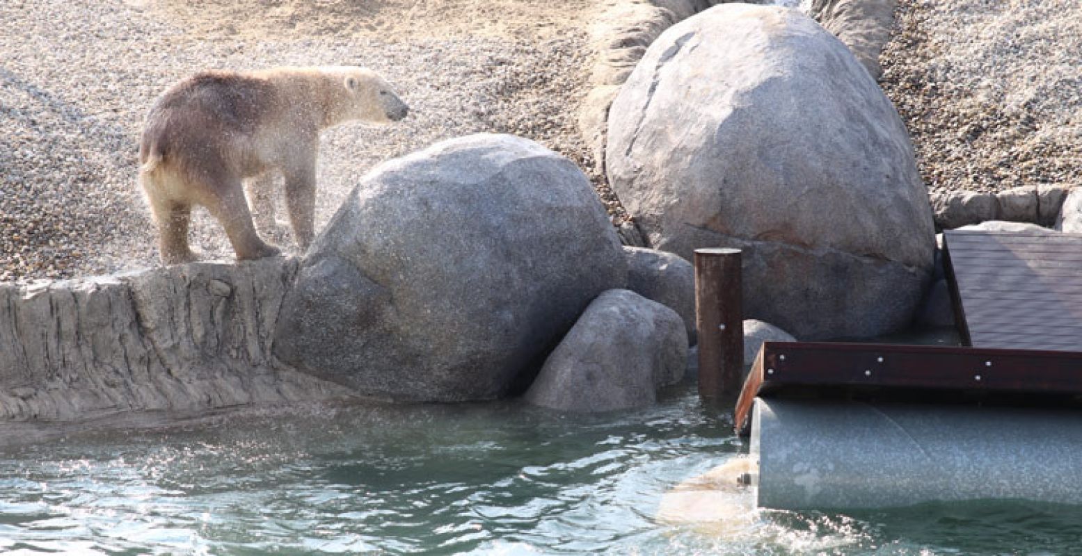 Nieuwe bewoners: drie ijsberen spelen in het koude water.