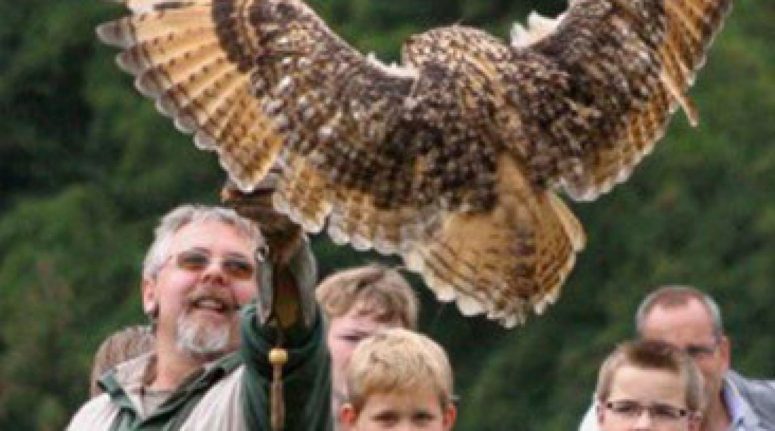 Roofvogels vertonen hun kunsten in Valkenburg. Foto: Kasteelruïne