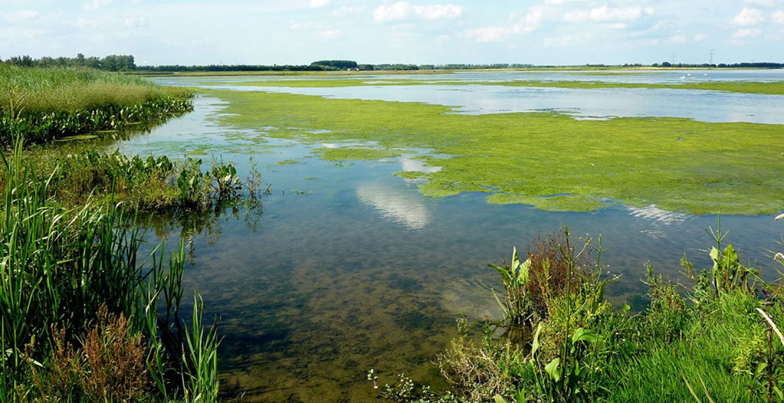 Nationaal Park De Biesbosch bestaat op 10 maart 2019 officieel 25 jaar. Foto: © Staatsbosbeheer.