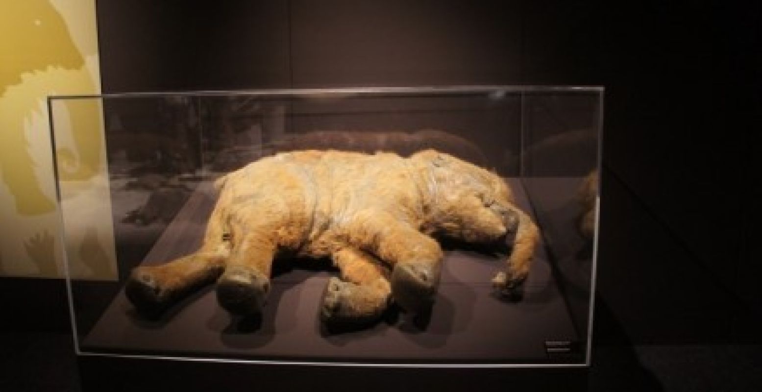 Een reconstructie van de best bewaarde mammoet ooit: Babymammoet Lyuba. Foto: DagjeWeg.nl