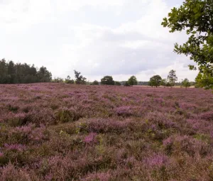 Bloeiende heidewandeling Foto geüpload door gebruiker Geldersch Landschap en Kasteelen