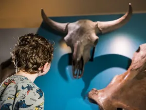 Maak kennis met skeletten uit de ijstijd. Foto: Museum Schokland