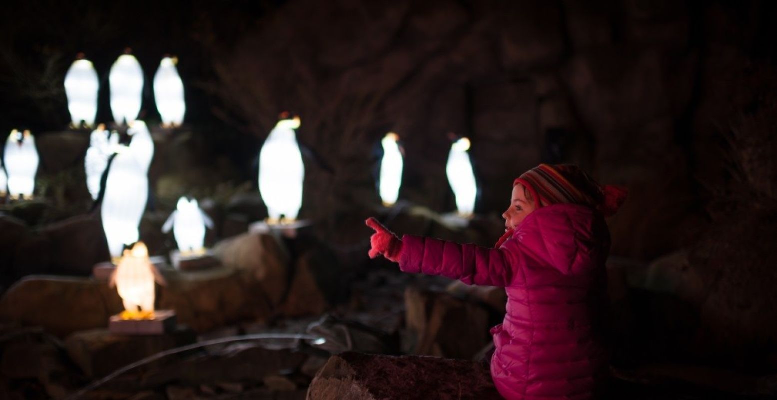 Pinguïns van licht vind je in ZOO Antwerpen. Foto: Jonas Verhulst © ZOO Antwerpen