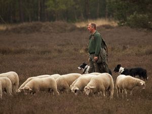 Schaapskudde Loenen