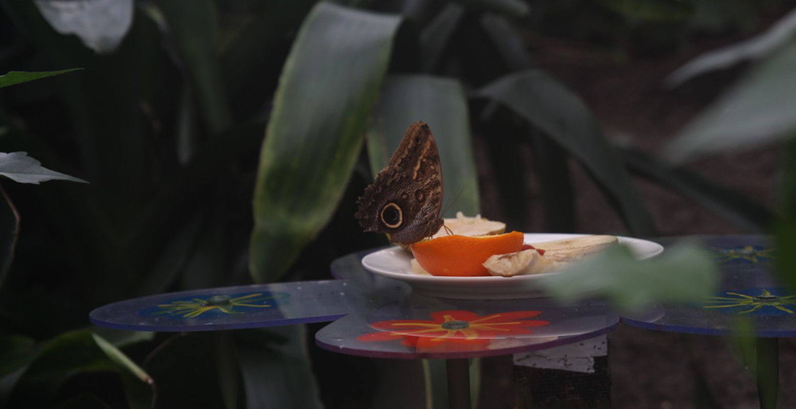 Deze vlinder neemt een lekker hapje fruit in de Vlindertuin.