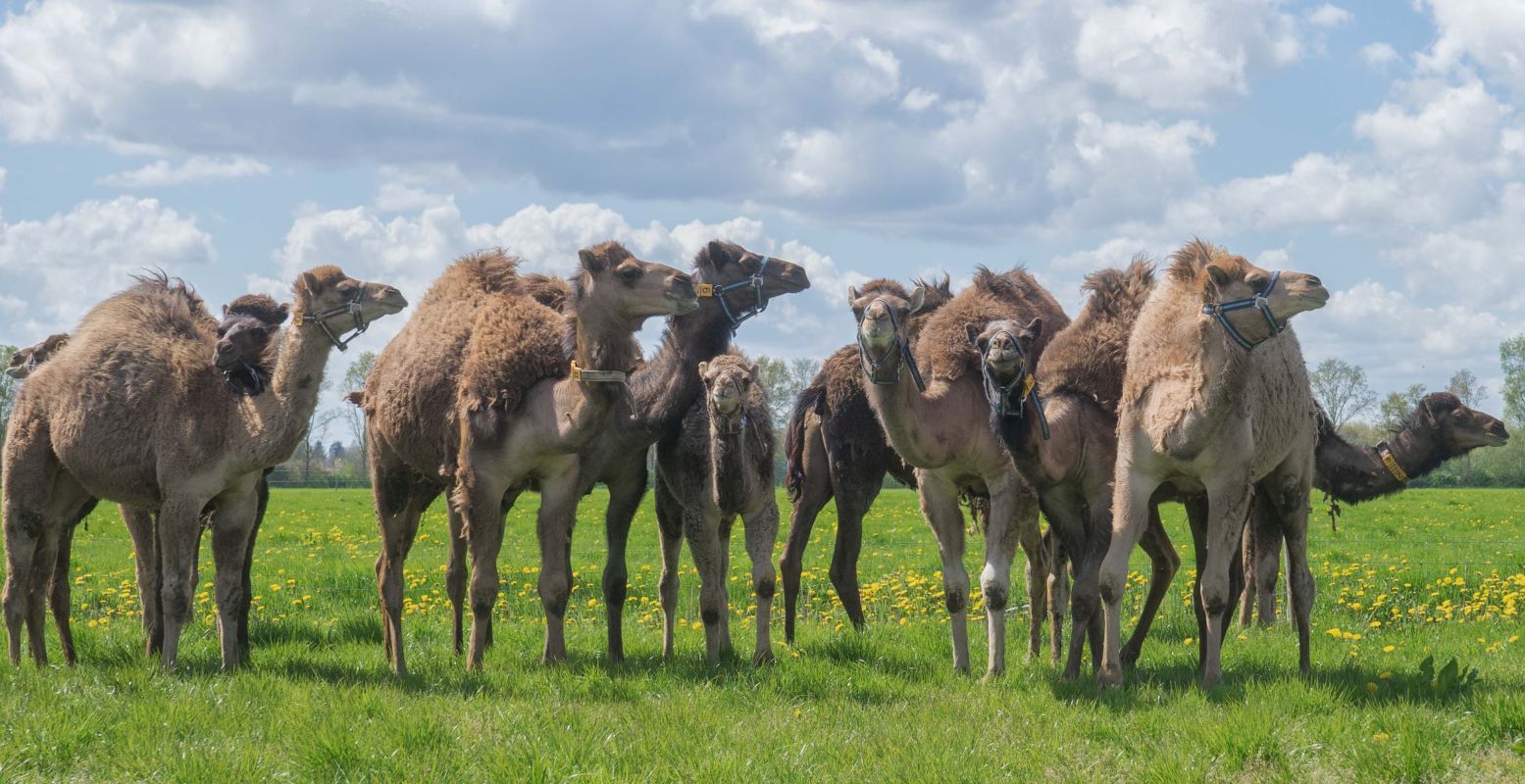 Ga op kamelensafari op het Brabantse platteland. Foto: Kamelenmelkerij Smits © Gert van den Bosch