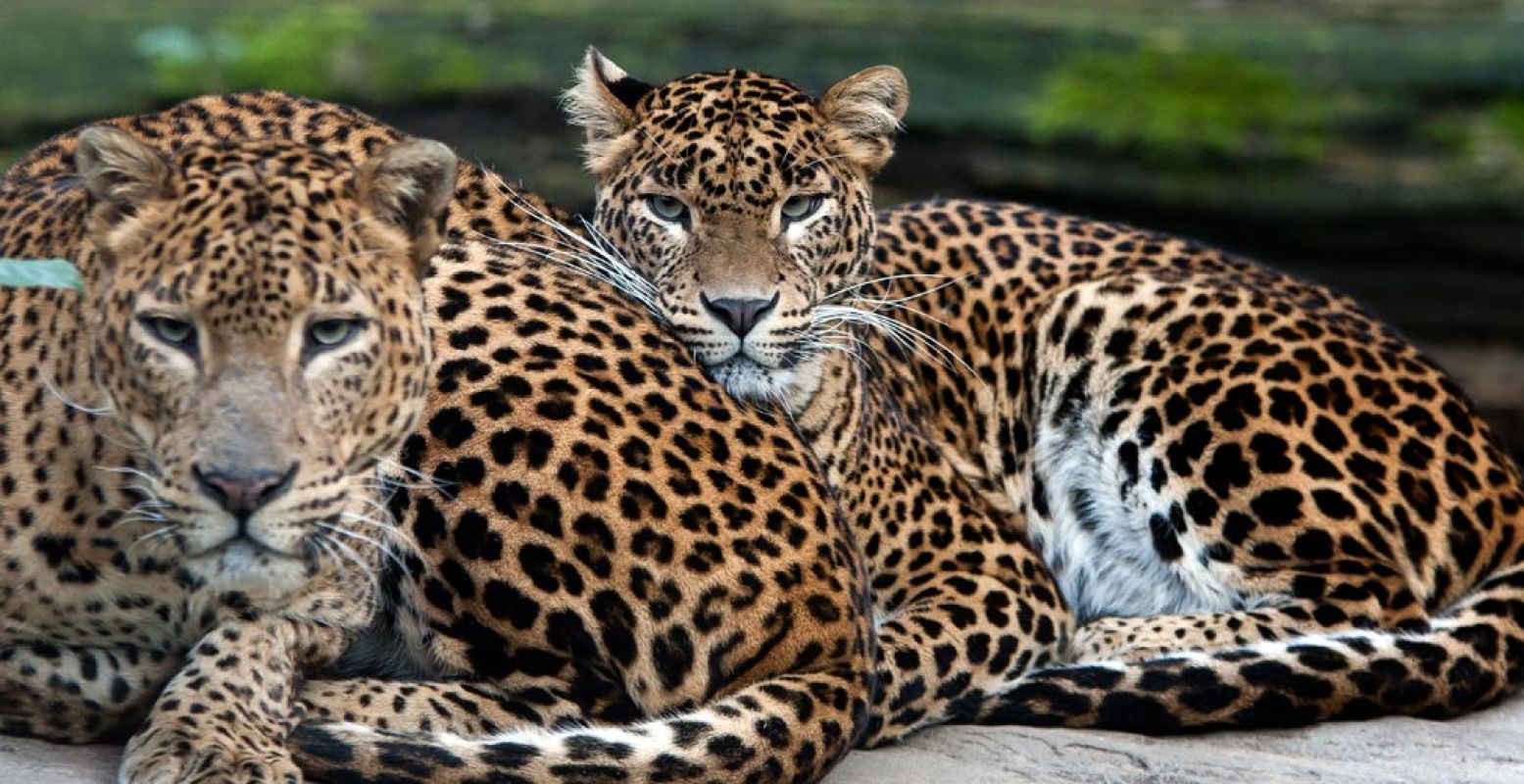 Een Sri Lanka panter die eerder in Burgers' Zoo ter wereld kwam. Foto: Theo Kruse / Koninklijke Burgers' Zoo