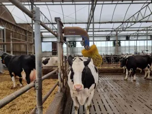 Lekker, zo'n borstel op je rug! Foto: DagjeWeg.NL