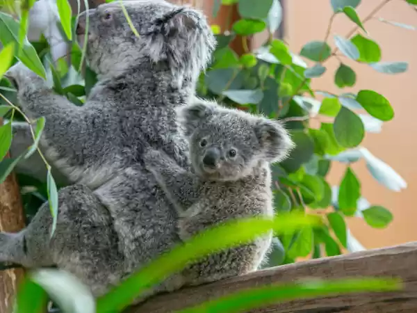 Bekijk de enige koala's in Nederland! Foto: Ouwehands Dierenpark © Bekijk de enige koala's in Nederland! Foto: Ouwehands Dierenpark ©