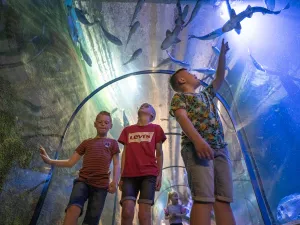 Kinderen bewonderen de zeedieren van het Noordzee-aquarium. Foto: Peter van Aalst