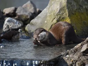 Je ontmoet dieren uit de hele wereld, zoals de Aziatische kleinklauwotter. Foto: Dierenpark Hoenderd