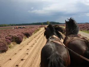 Verken de Veluwe. Foto: Stalhouderij Wouter Hazeleger