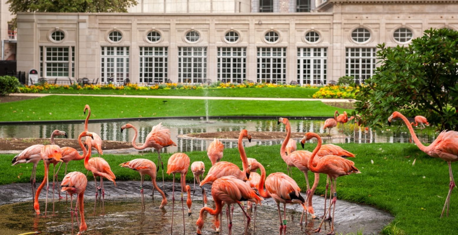 Verken samen het dierenrijk in ZOO Antwerpen. Foto: ZOO Antwerpen © Jonas Verhulst.