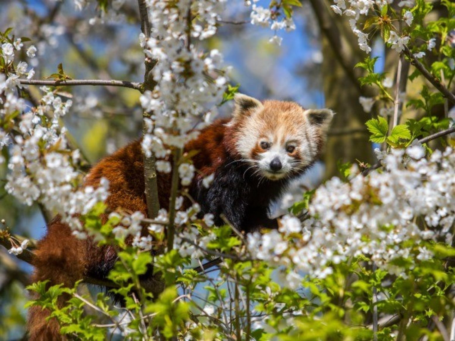 Spot je de rode panda in de boom? Foto: GaiaZOO. Spot je de rode panda in de boom? Foto: GaiaZOO.