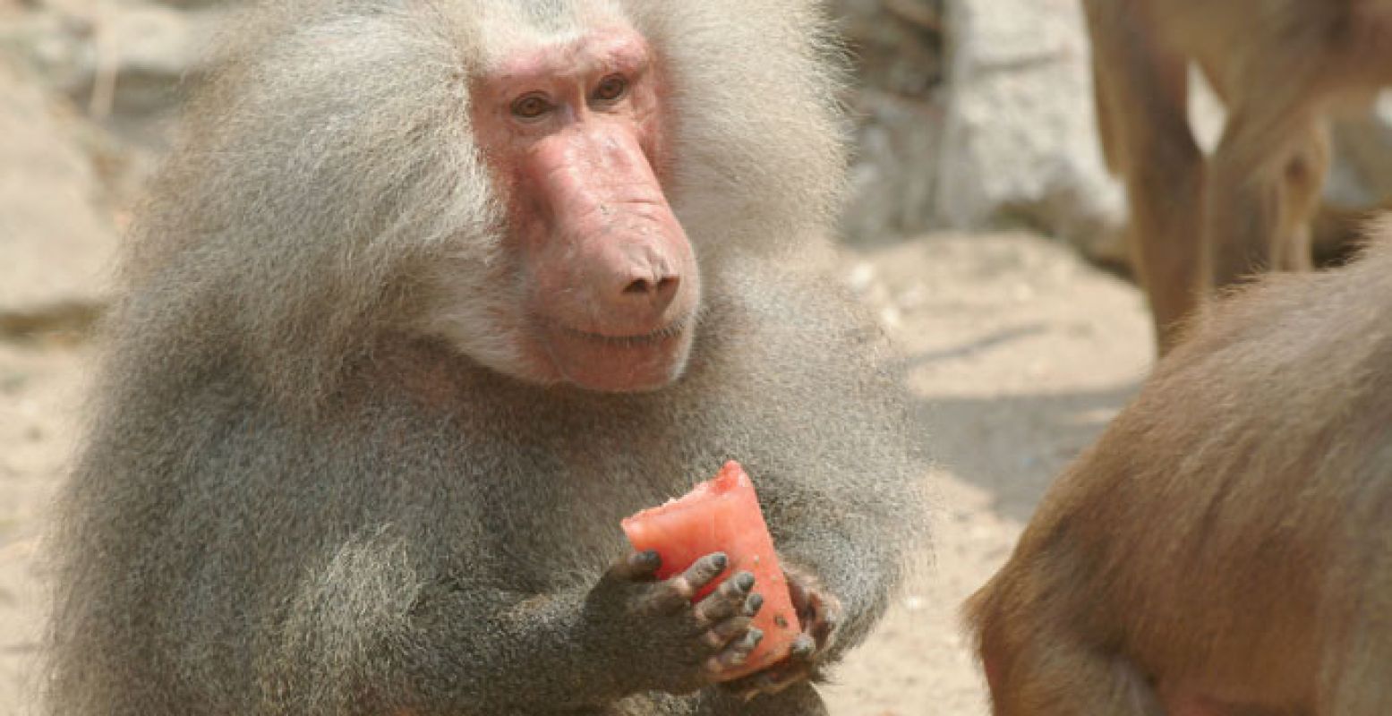 Deze baviaan geniet van een heerlijk ijsje. Foto: Dierenpark Emmen