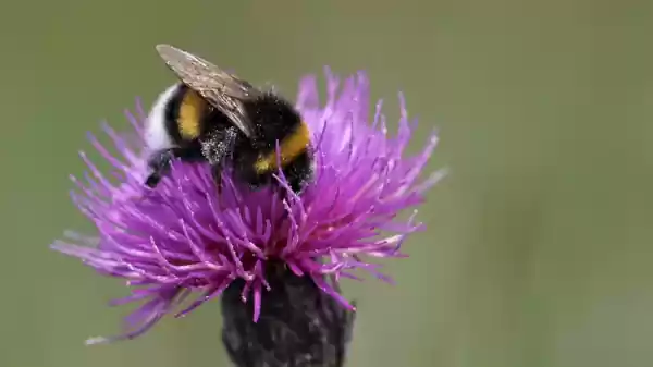 Heidewandeling Lage Vuursche hommel in heideplant | Foto geüpload door gebruiker Staatsbosbeheer.
