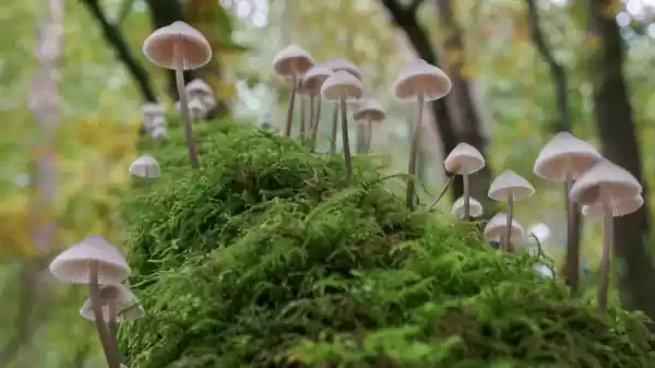 Paddenstoelen fotograferen Lage Vuursche paddenstoelen in het bos | Foto geüpload door gebruiker Staatsbosbeheer.