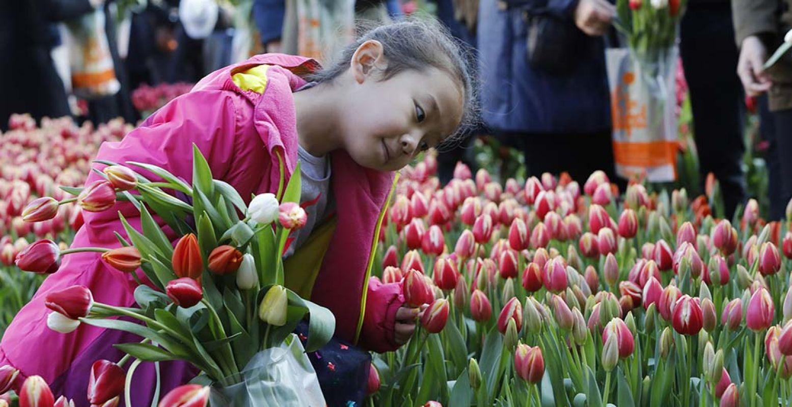 Kom zaterdag 20 januari gratis een bosje tulpen plukken op de Dam. Foto: Nationale Tulpendag 2018.