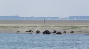 Fiets veerdienst vanuit Gorishoek ( Scherpenisse )