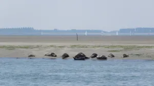 Rondje Oosterschelde Roy Hoogstad Foto geüpload door gebruiker.